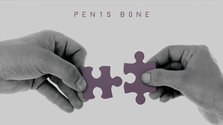 Men’s Health Blog: penis bone