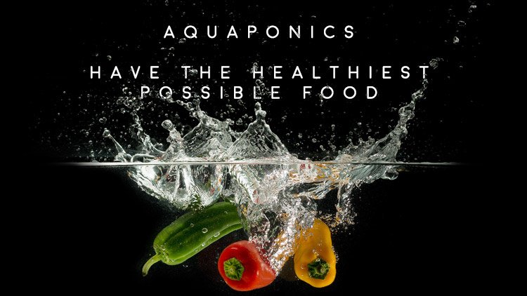 Men’s Health Blog: what is aquaponics