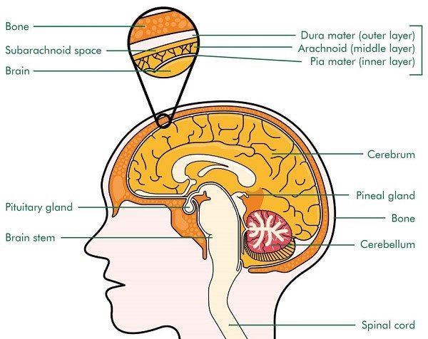 Pineal Body Function What Is The Pineal Gland And Its Purpose 9201