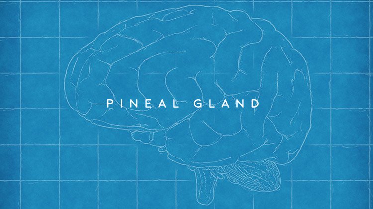 Men’s Health Blog: pineal gland and pineal body function
