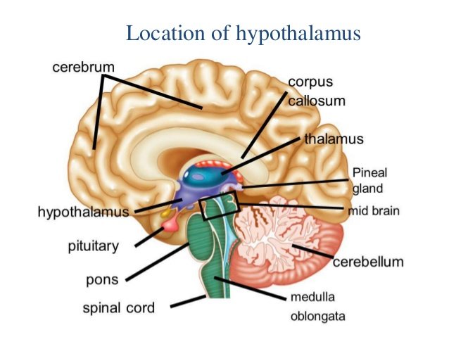 Impact of too many ejaculations on the hypothalamus