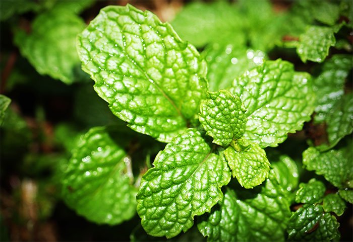 Mint is one of the foods to avoid for testosterone