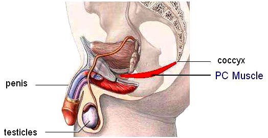 Kegel Exercises for premature ejaculation