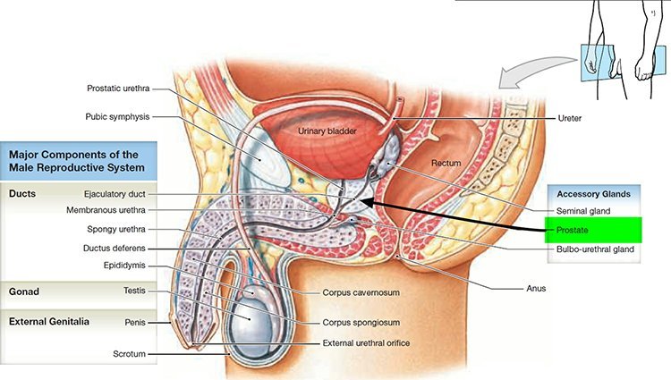 what is DHT and its effects on the prostate