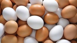 eggs