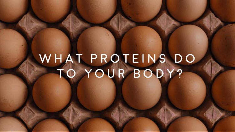 Men’s Health Blog: What Protein Does For The Body?